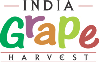 India Grape Harvest 